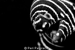 Play with me/a Zebra eel on one of the divesites in Anila... by Peri Paleracio 